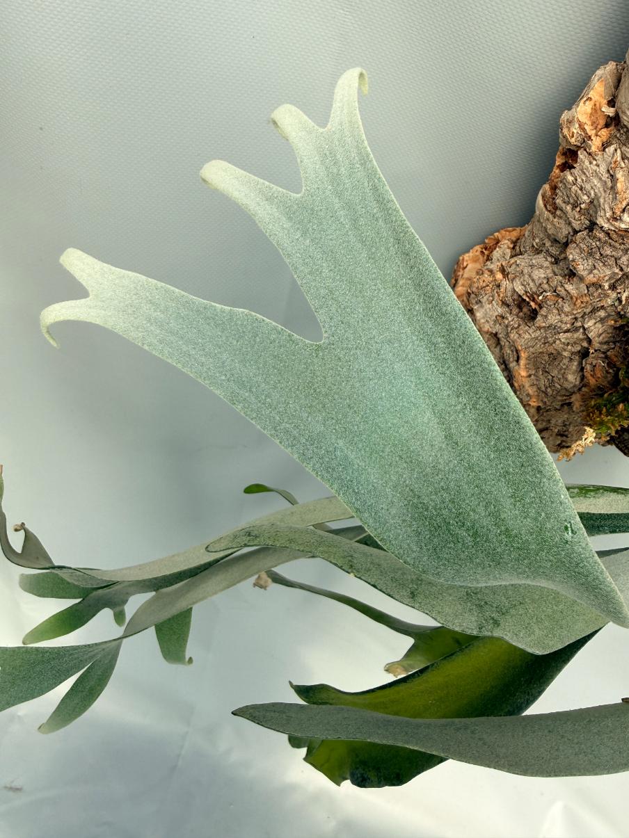 Platycerium Veitchii x Bifurcatum 'White & Shine' + mounted on the