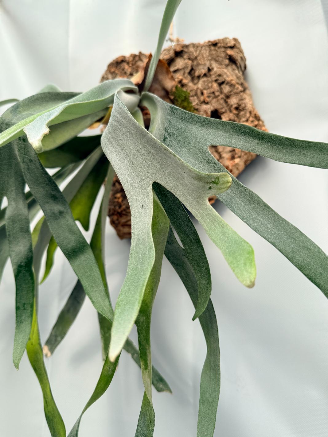 Platycerium Veitchii x Bifurcatum 'White & Shine' 09