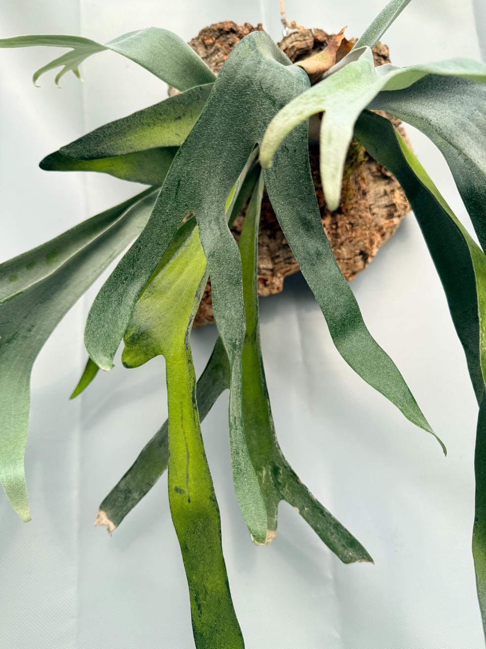 Platycerium Veitchii x Bifurcatum 'White & Shine' + montado en el tablero