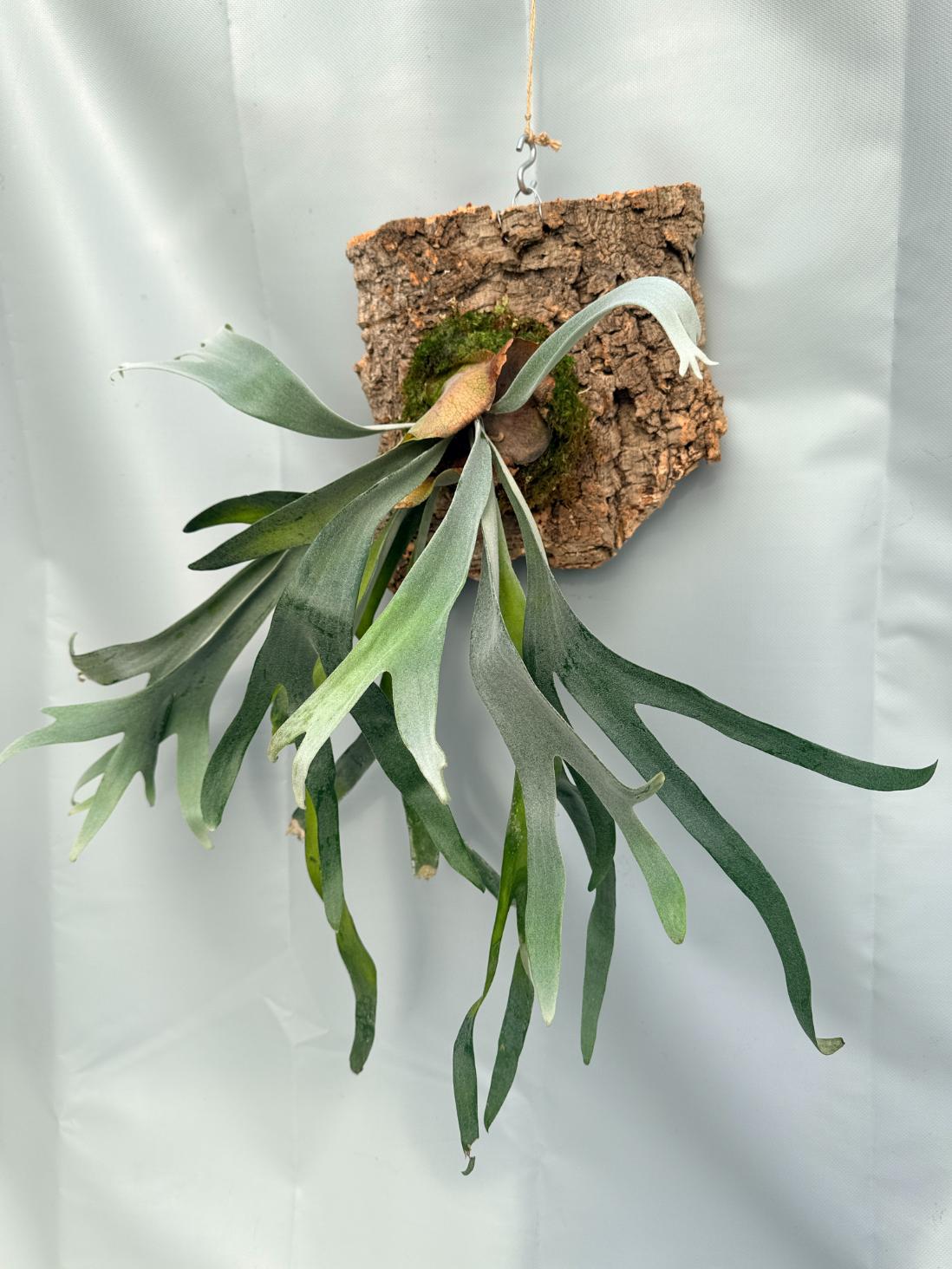 Platycerium Veitchii x Bifurcatum 'White & Shine' 01