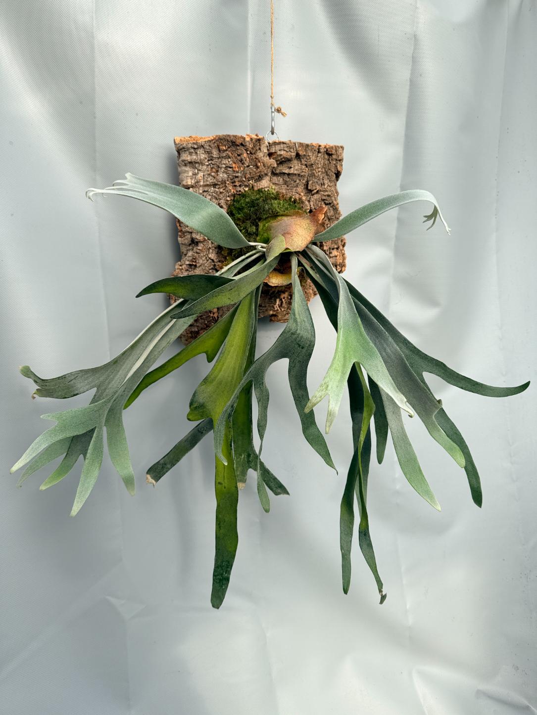 Platycerium Veitchii x Bifurcatum 'White & Shine' 02