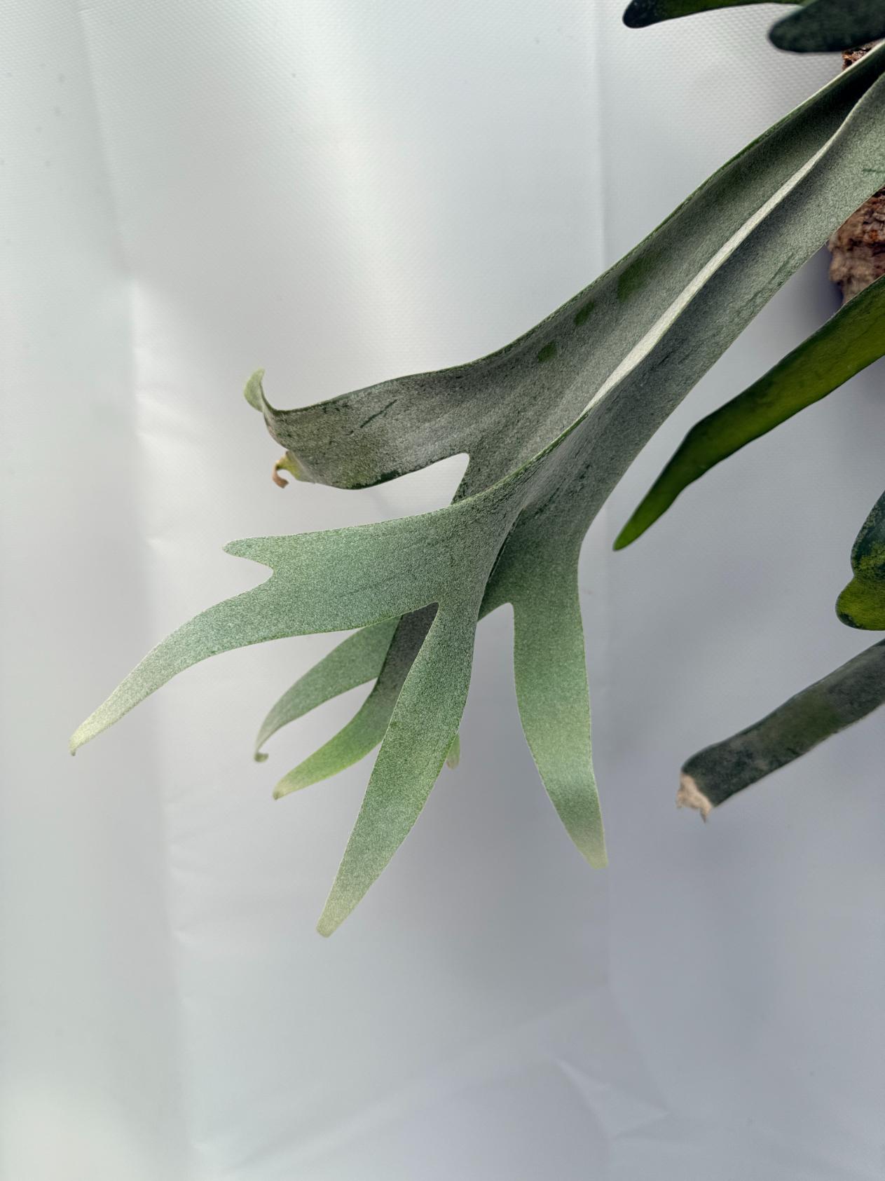 Platycerium Veitchii x Bifurcatum 'White & Shine' 03