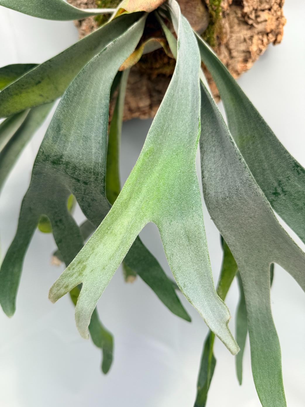 Platycerium Veitchii x Bifurcatum 'White & Shine' + mounted on the