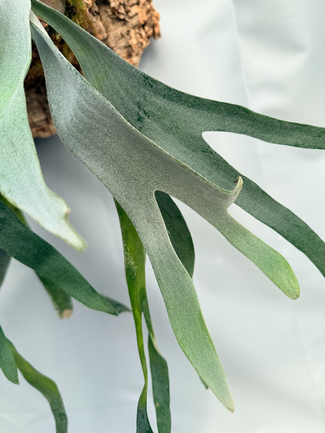 Platycerium Veitchii x Bifurcatum 'White & Shine' 05