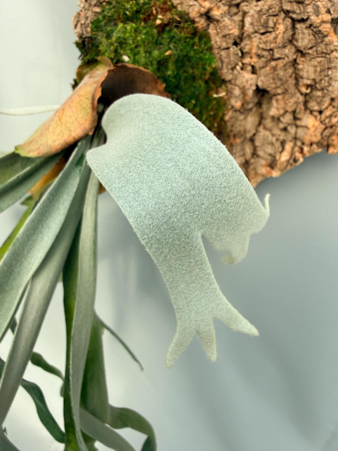 Platycerium Veitchii x Bifurcatum 'White & Shine' 06