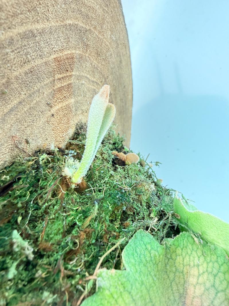 Platycerium Veitchii + mounted on the board 09