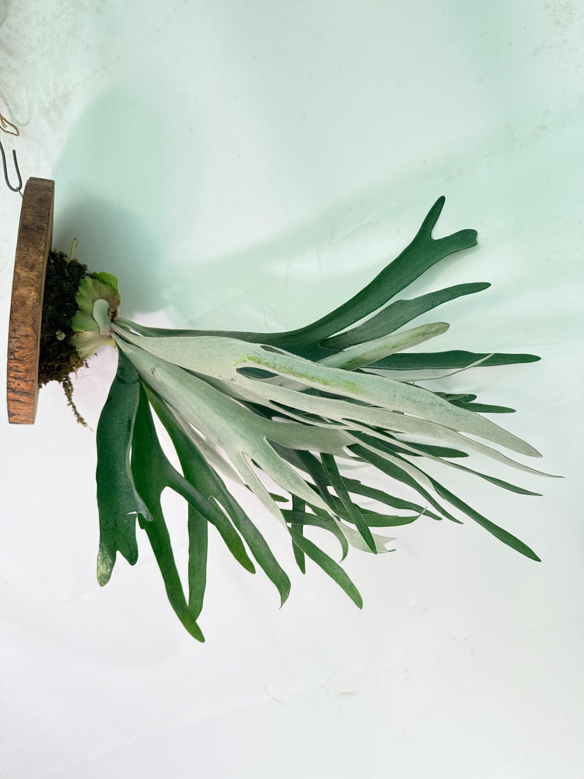 Platycerium Veitchii + mounted on the board 11