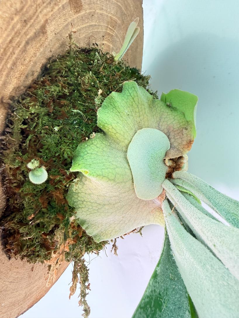 Platycerium Veitchii + mounted on the board 12