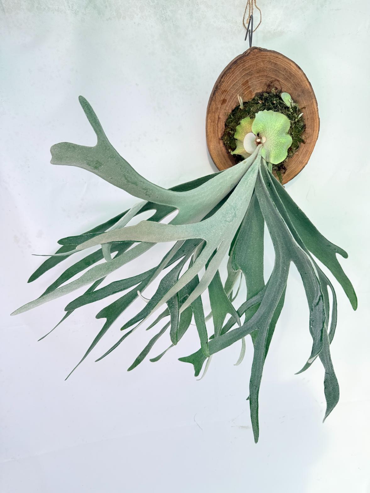 Platycerium Veitchii + mounted on the board 01