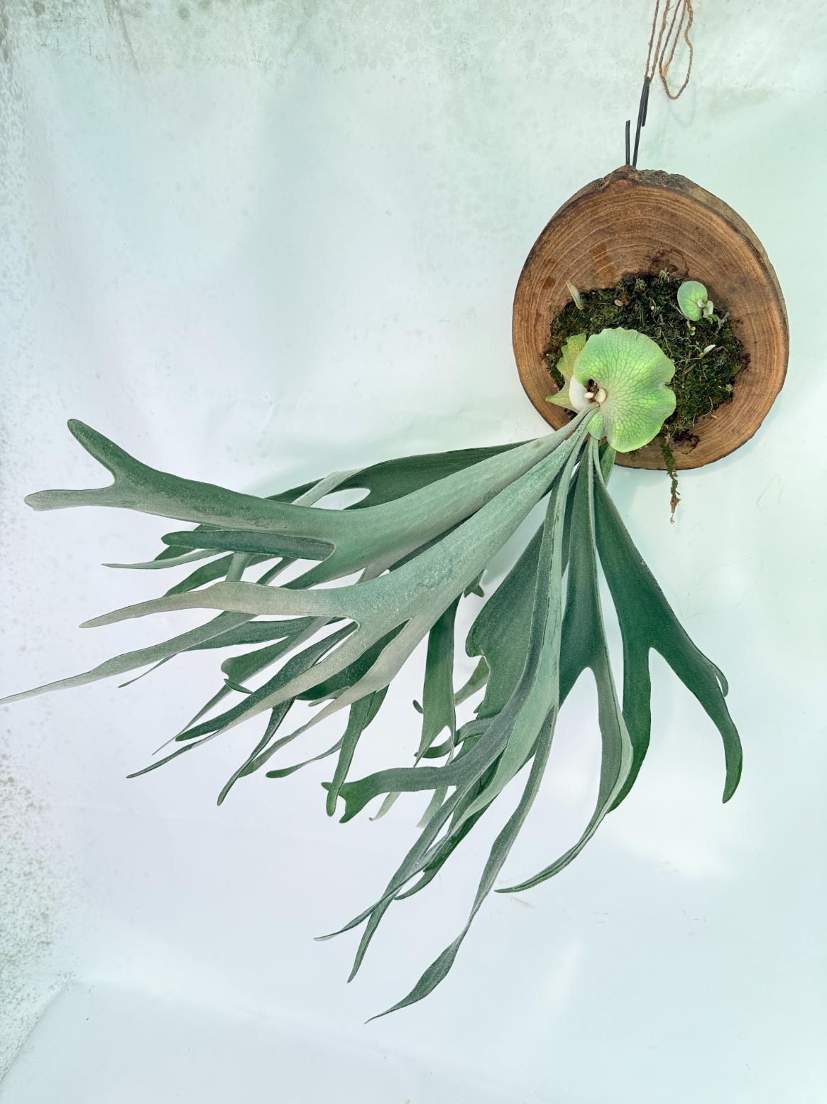 Platycerium Veitchii + mounted on the board 02