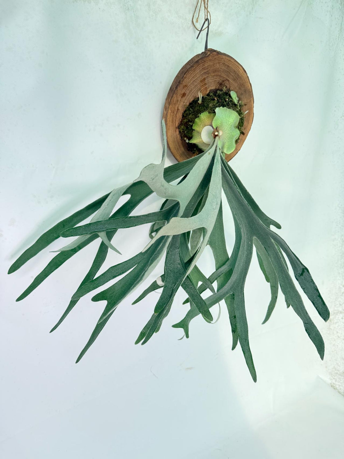 Platycerium Veitchii + mounted on the board 03