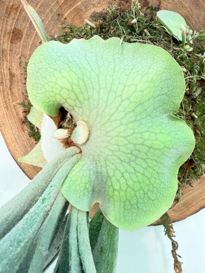 Platycerium Veitchii + mounted on the board 05