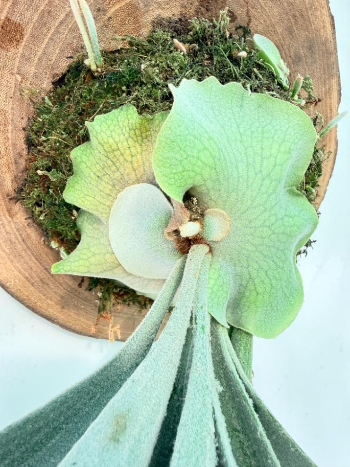 Platycerium Veitchii + mounted on the board 06