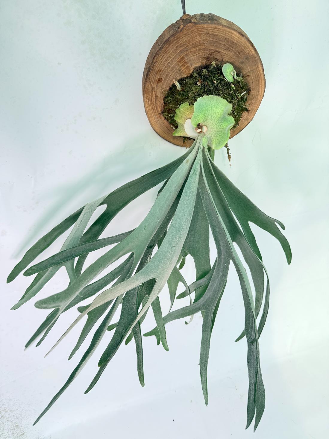Platycerium Veitchii + mounted on the board 07
