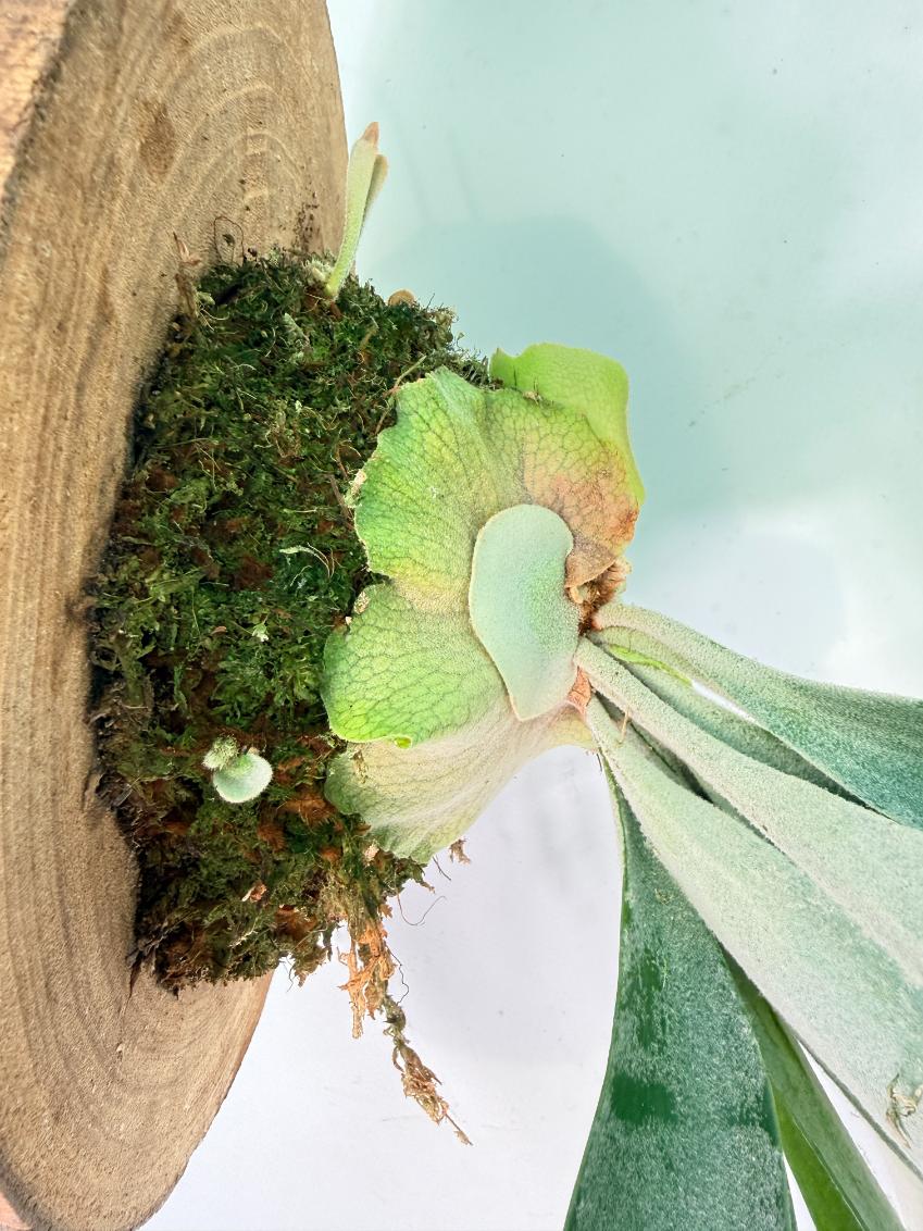 Platycerium Veitchii + mounted on the board 8