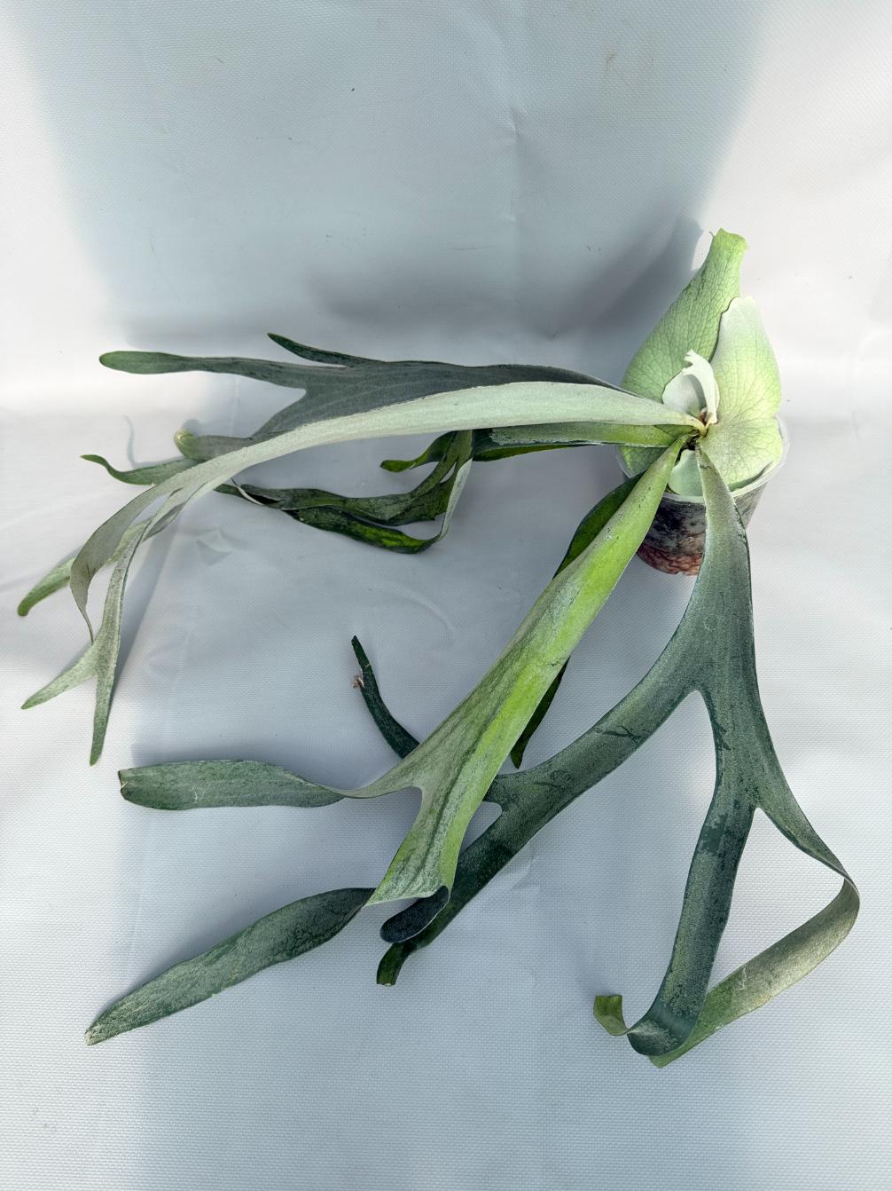 Platycerium Veitchii x Bifurcatum 'White & Shine' 01