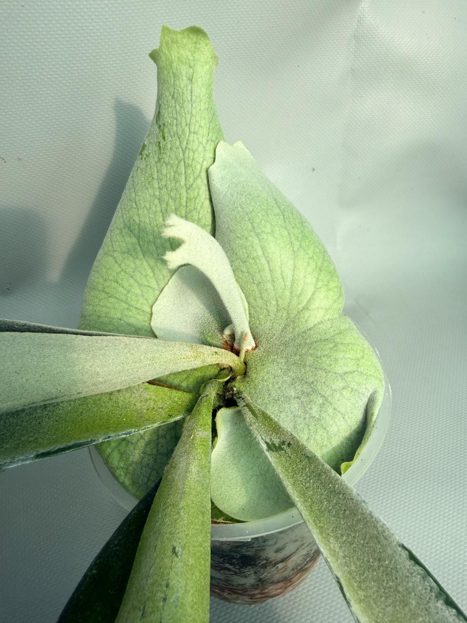 Platycerium Veitchii x Bifurcatum 'White & Shine' 03