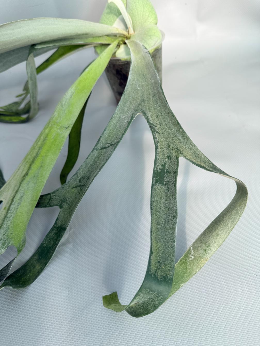 Platycerium Veitchii x Bifurcatum 'White & Shine' 04