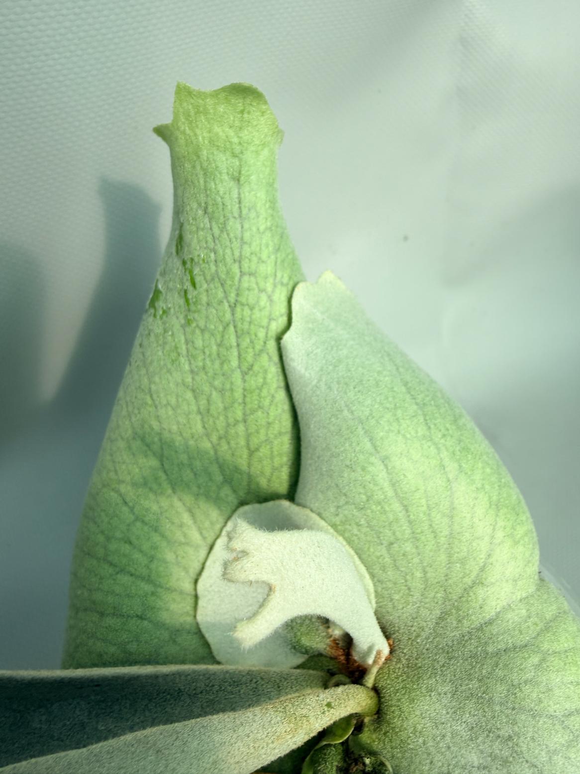 Platycerium Veitchii x Bifurcatum 'White & Shine' 05