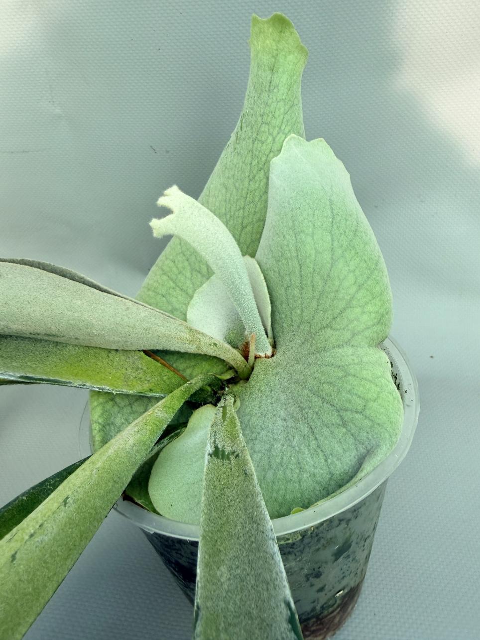 Platycerium Veitchii x Bifurcatum 'White & Shine' 06
