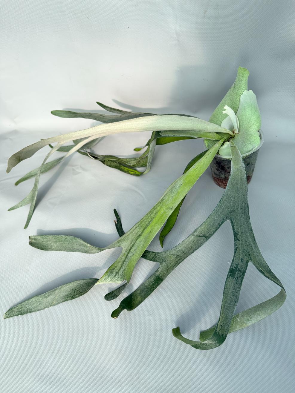 Platycerium Veitchii x Bifurcatum 'White & Shine' 08
