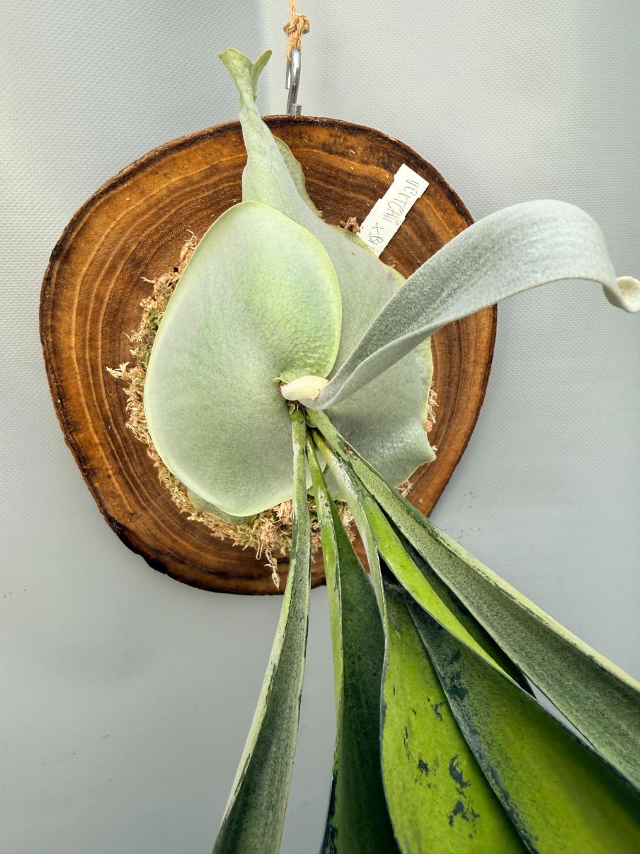 Platycerium Veitchii x Bifurcatum 'White & Shine' + mounted on the board