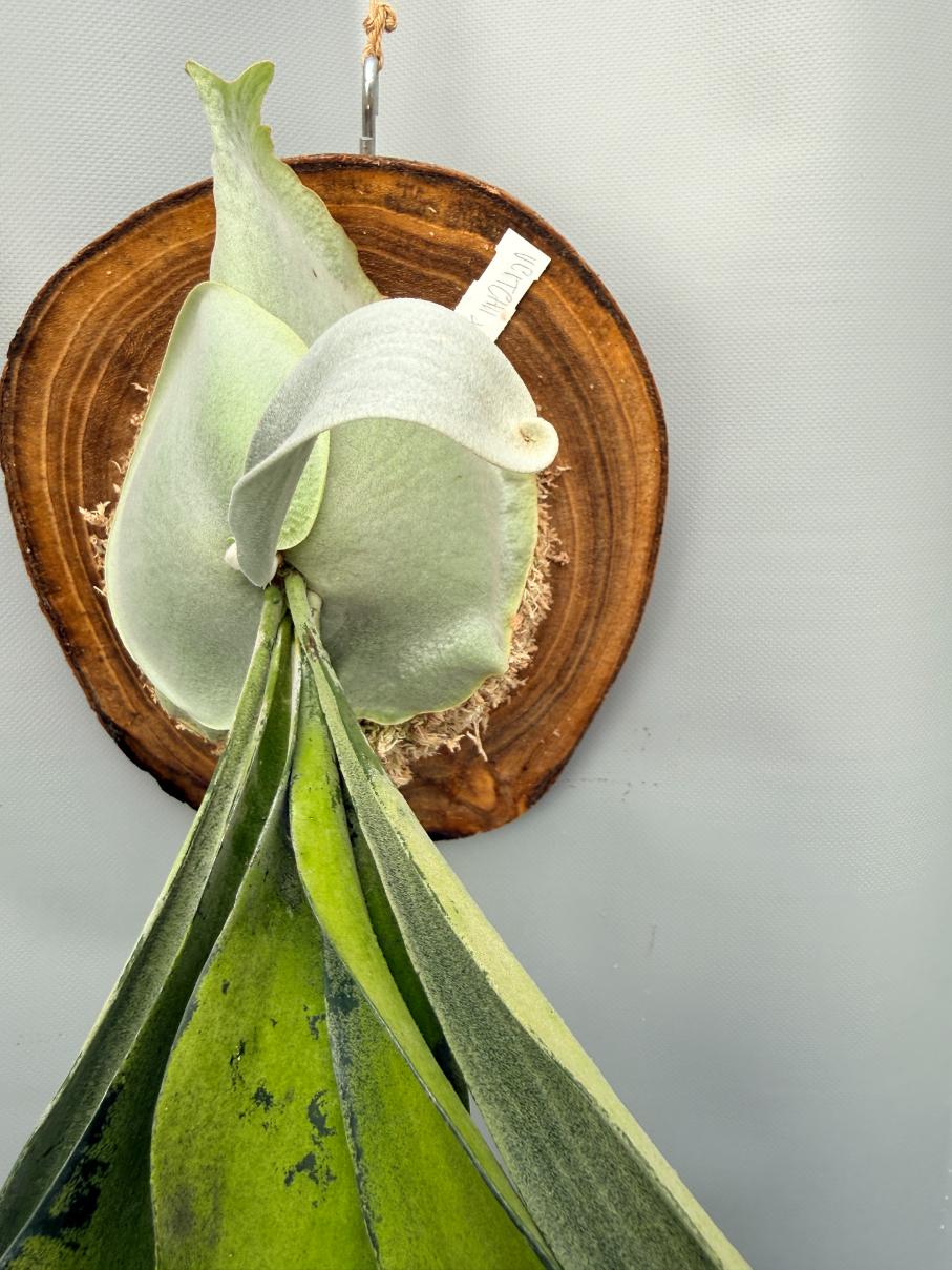 Platycerium Veitchii x Bifurcatum 'White & Shine' + mounted on the board