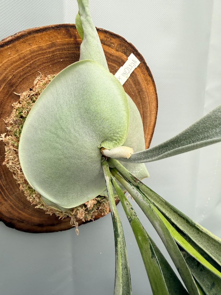 Platycerium Veitchii x Bifurcatum 'White & Shine' + mounted on the board