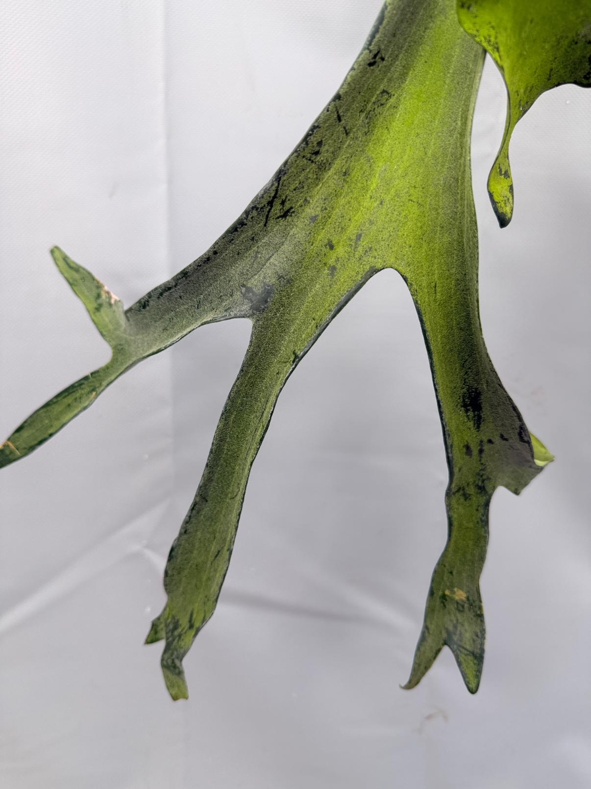 Platycerium Veitchii x Bifurcatum 'White & Shine' + mounted on the board