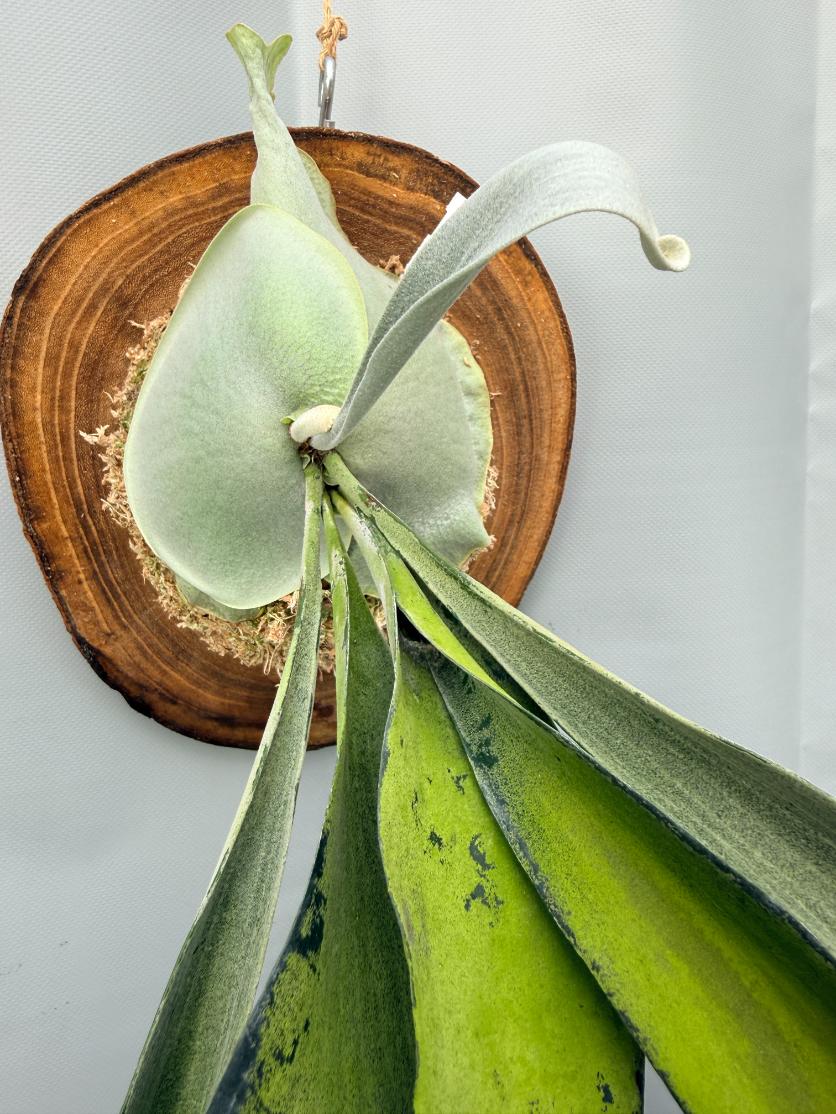 Platycerium Veitchii x Bifurcatum 'White & Shine' + mounted on the board