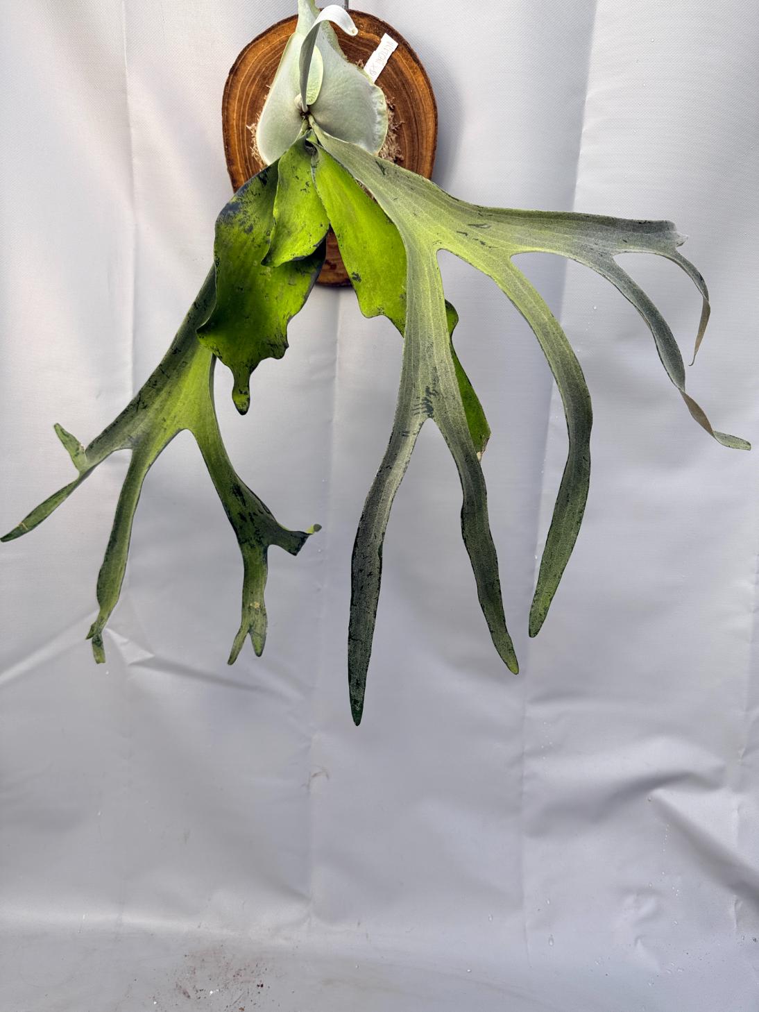 Platycerium Veitchii x Bifurcatum 'White & Shine' + mounted on the