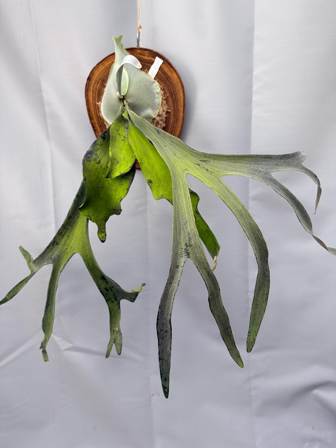 Platycerium Veitchii x Bifurcatum 'White & Shine' + mounted on the board