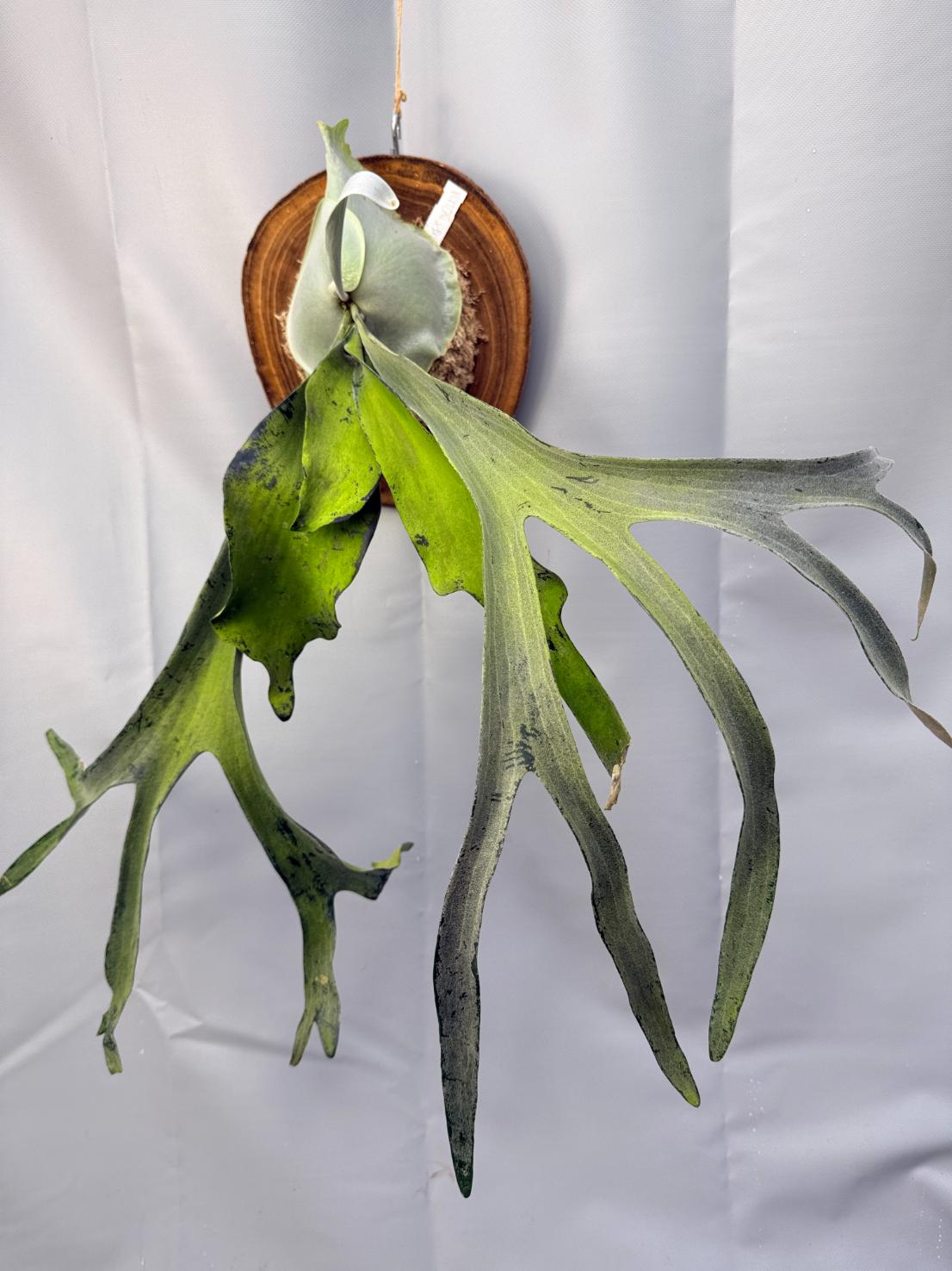 Platycerium Veitchii x Bifurcatum 'White & Shine' + mounted on the