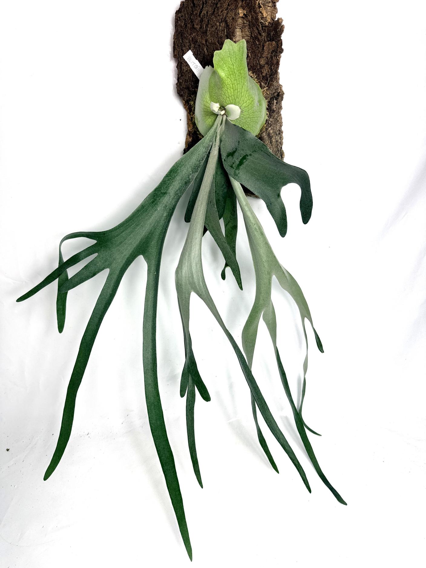 Platycerium_Veitchii_x_Bifurcatum_White___Shine