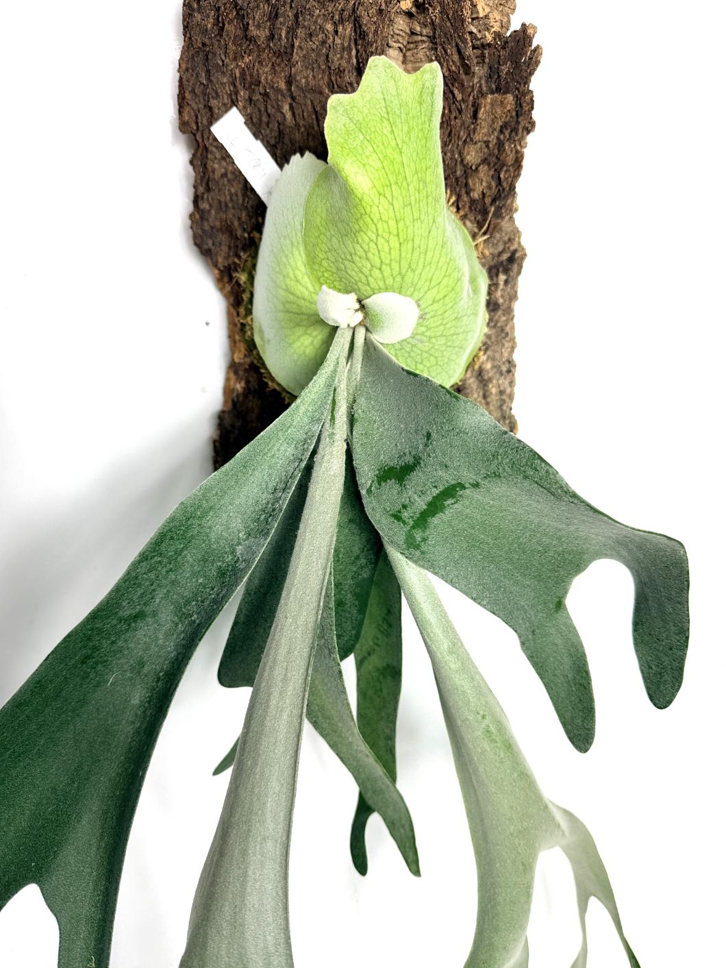 Platycerium_Veitchii_x_Bifurcatum_White___Shine