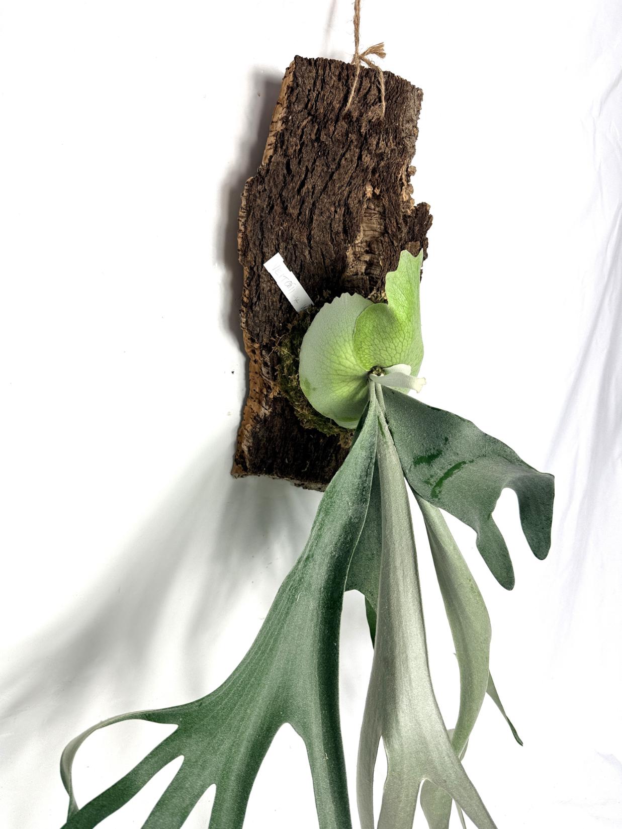 Platycerium_Veitchii_x_Bifurcatum_White___Shine