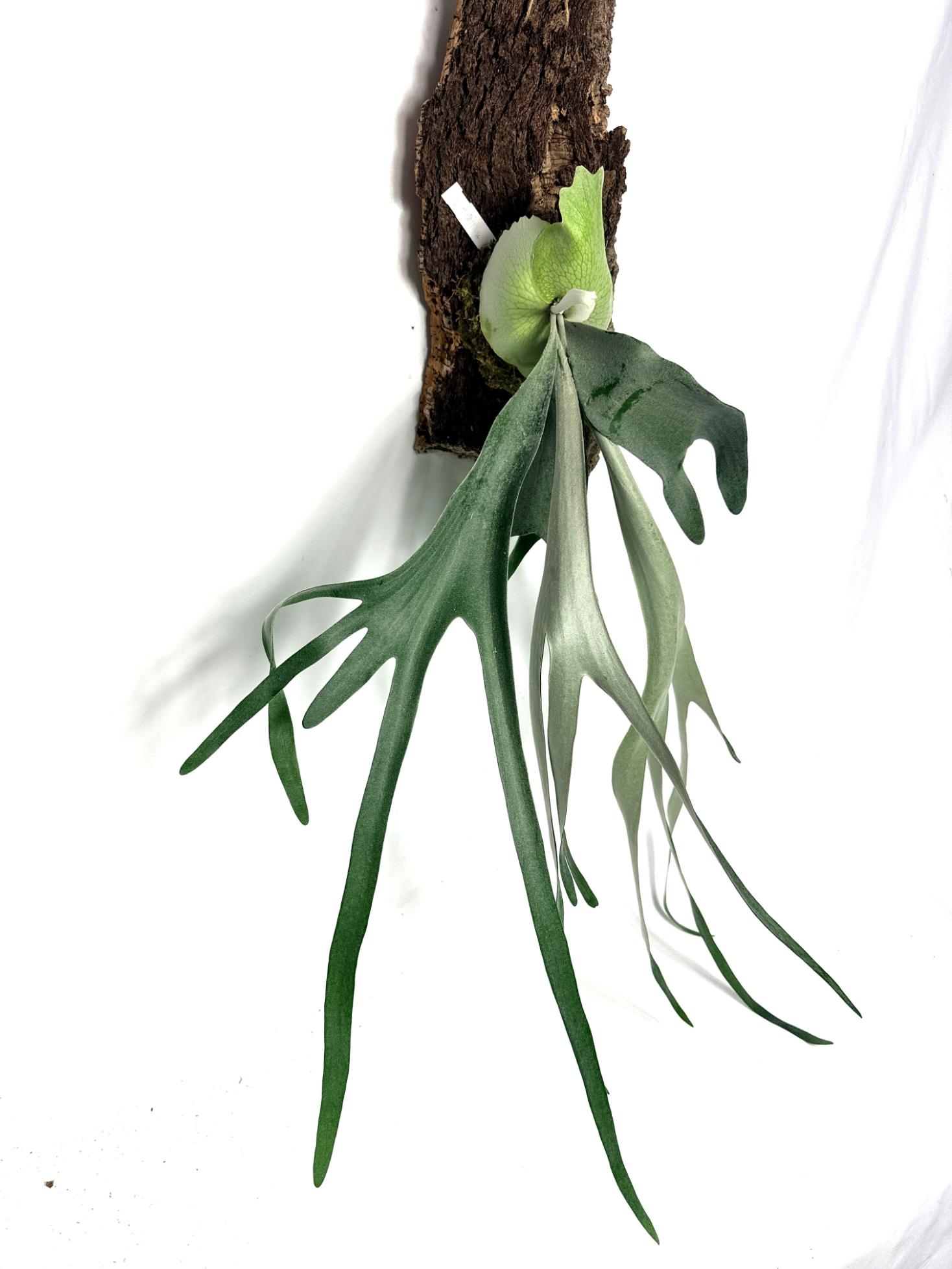 Platycerium_Veitchii_x_Bifurcatum_White___Shine