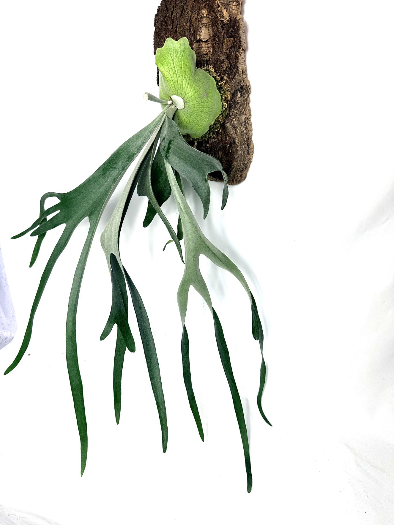 Platycerium_Veitchii_x_Bifurcatum_White___Shine