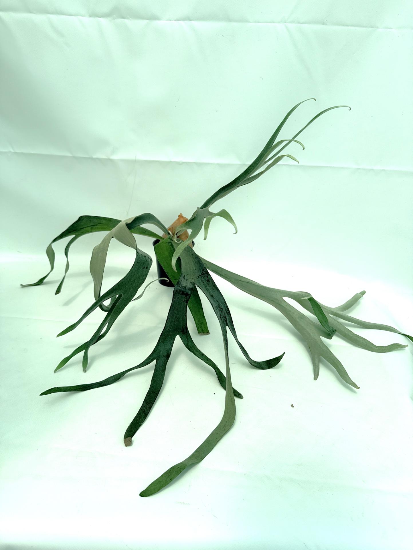 Platycerium Veitchii x Bifurcatum 'White & Shine