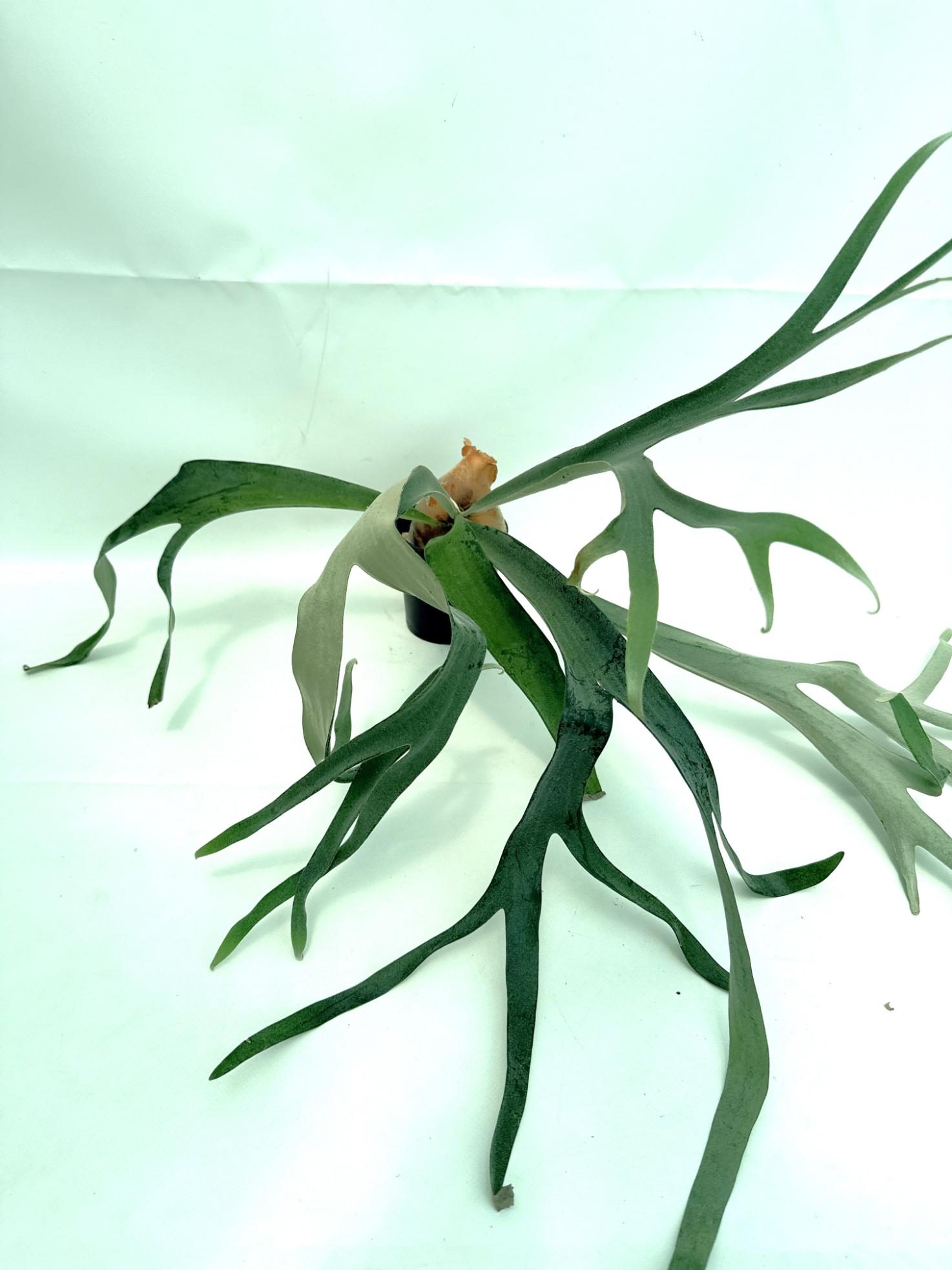 Platycerium Veitchii x Bifurcatum 'White & Shine'