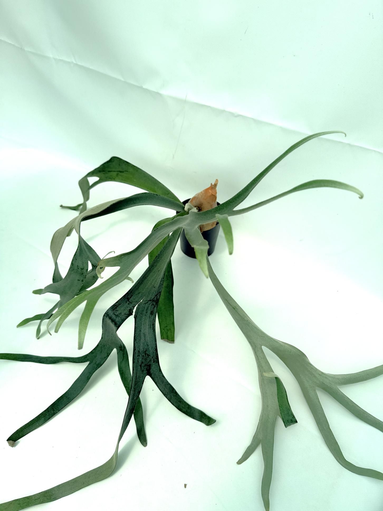 Platycerium Veitchii x Bifurcatum 'White & Shine'