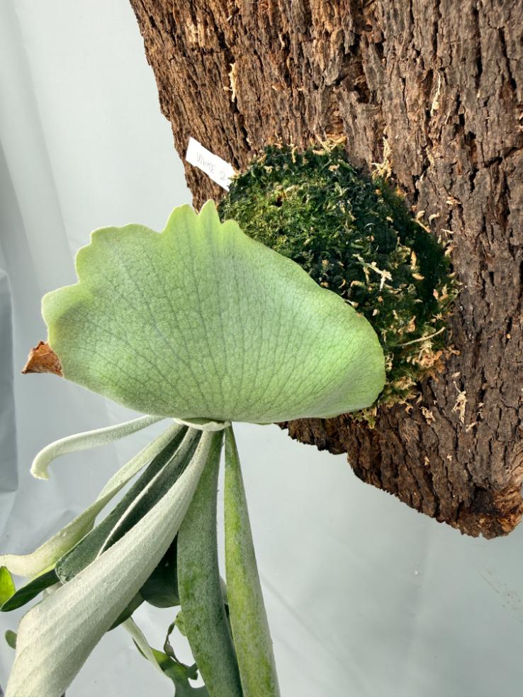 Platycerium Veitchii x Bifurcatum 'White & Shine 7