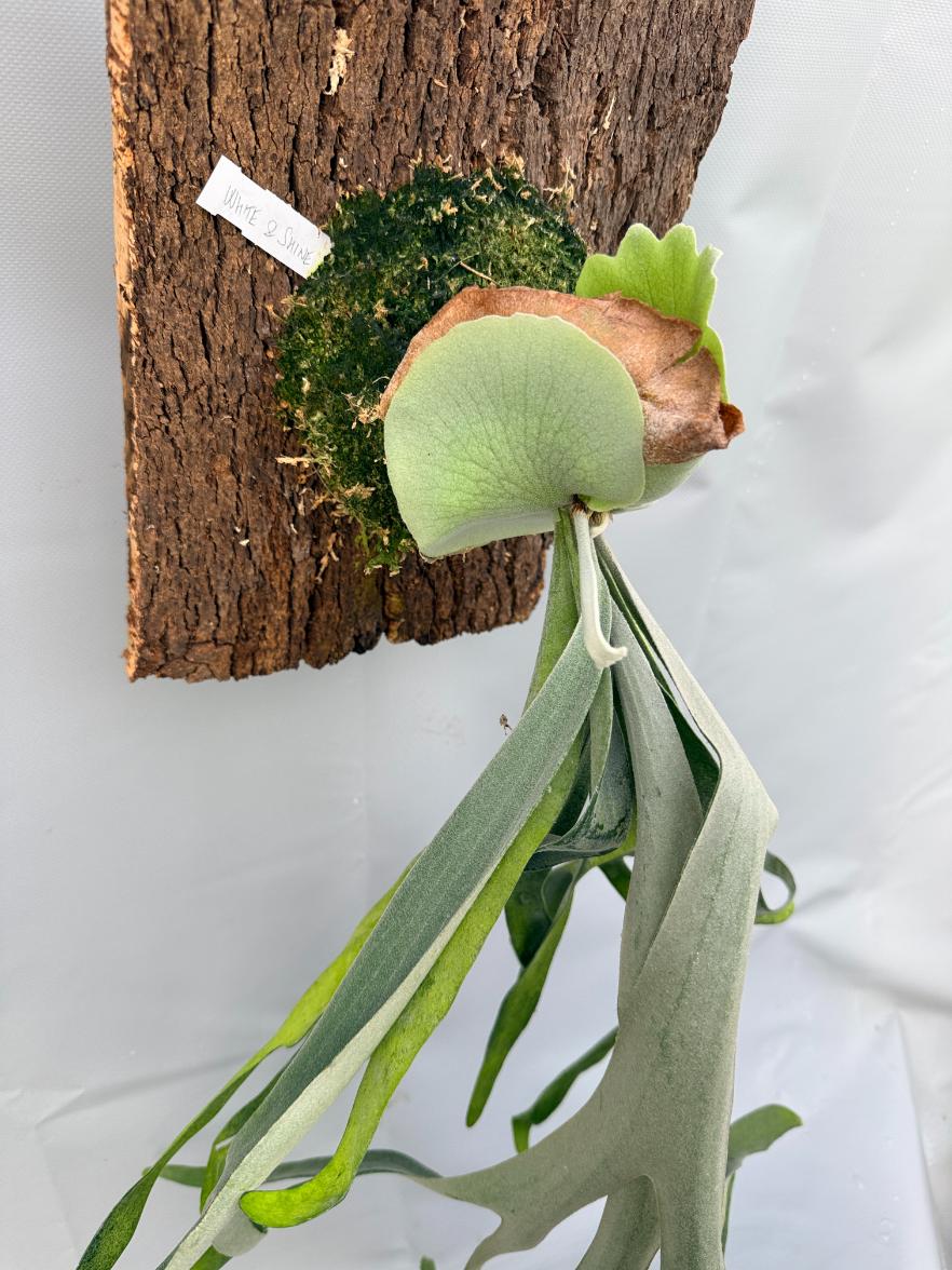 Platycerium Veitchii x Bifurcatum 'White & Shine 8