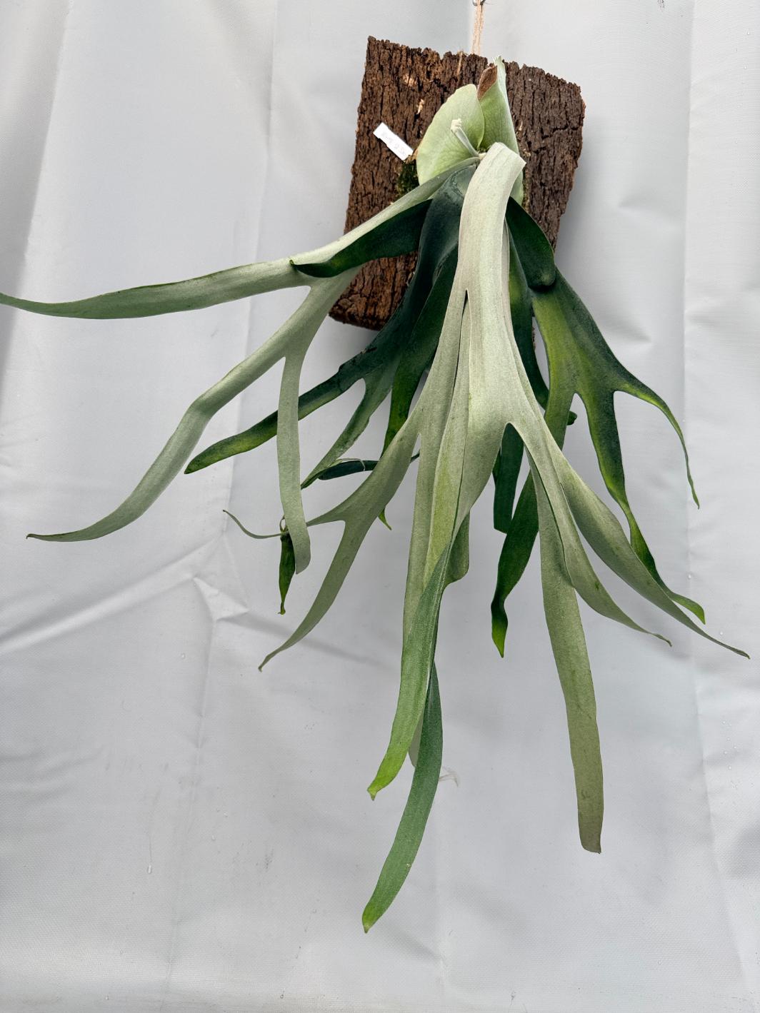 Platycerium Veitchii x Bifurcatum 'White & Shine 9