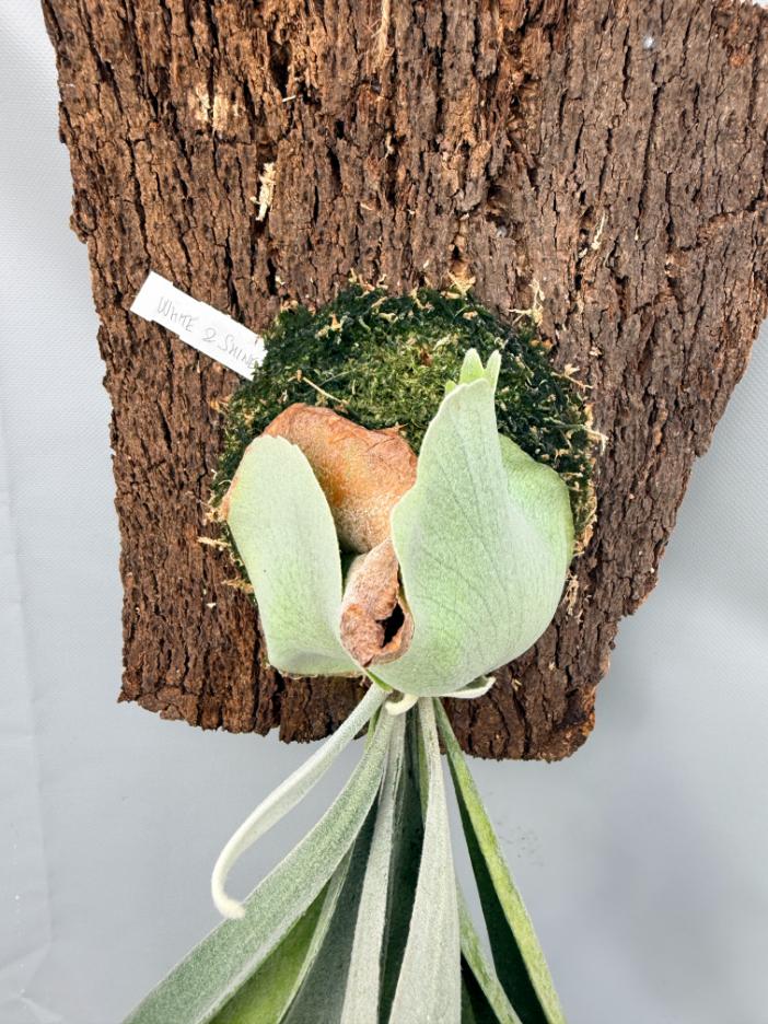Platycerium Veitchii x Bifurcatum 'White & Shine 2