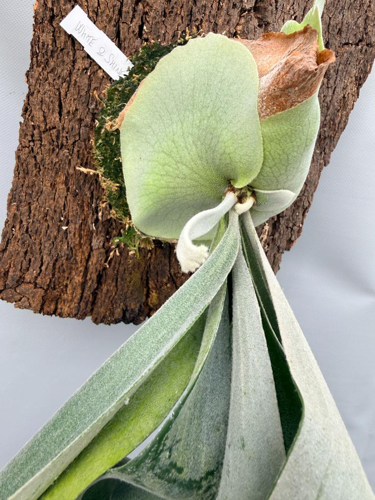 Platycerium Veitchii x Bifurcatum 'White & Shine b3