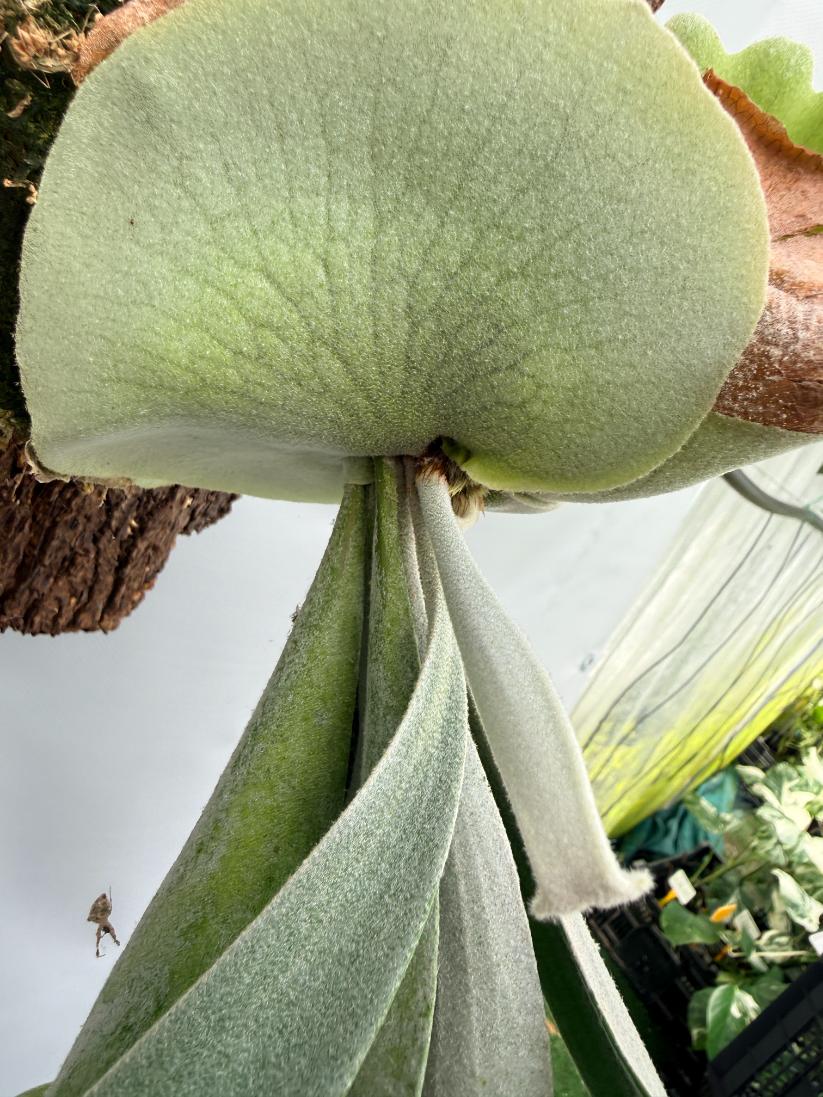 Platycerium Veitchii x Bifurcatum 'White & Shine 5