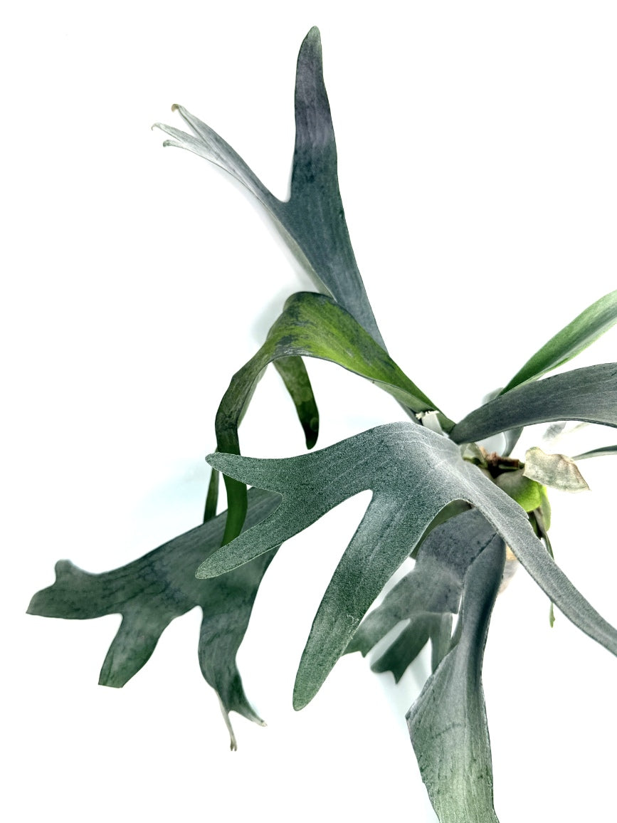 Platycerium_Veitchii_x_Bifurcatum__White___Shine