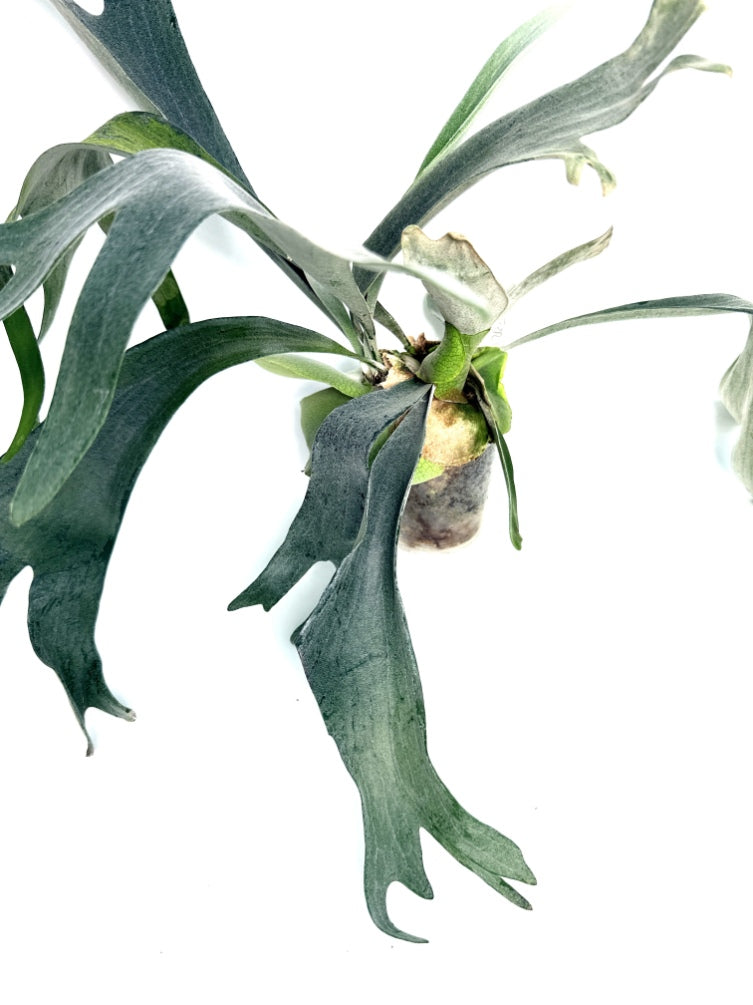 Platycerium_Veitchii_x_Bifurcatum__White___Shine