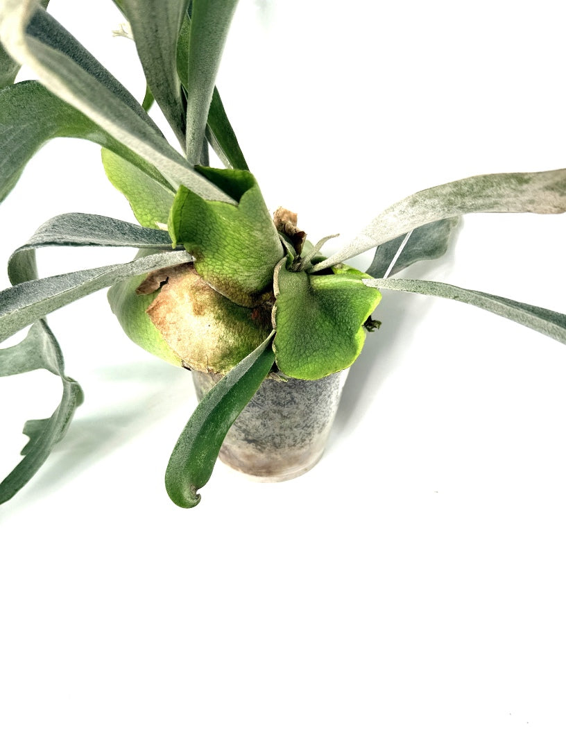 Platycerium_Veitchii_x_Bifurcatum__White___Shine